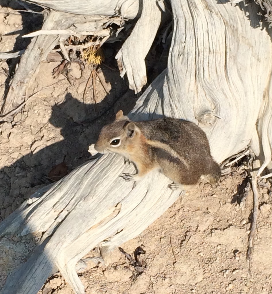 Bryce Canyon National Park - We saw a few large Pronghorn at distance, but this Golden-mantled ground squirrel caught my eye. He was very patient as several of us snapped his picture!