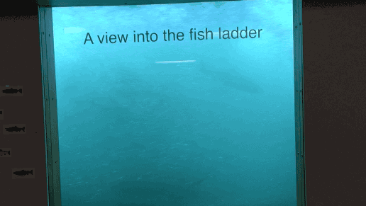 fish-ladder