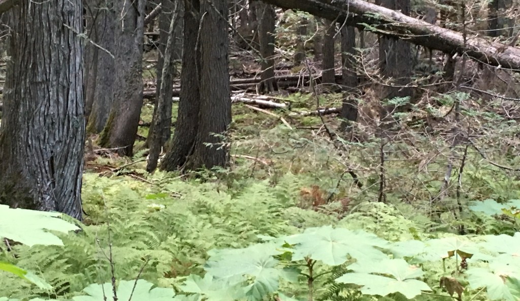 Trail of Cedars - Fallen Trees