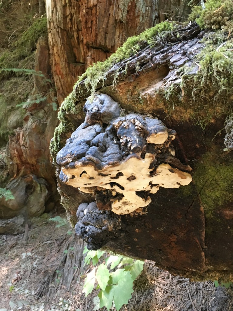 Colorful fungus on Fallen Tree