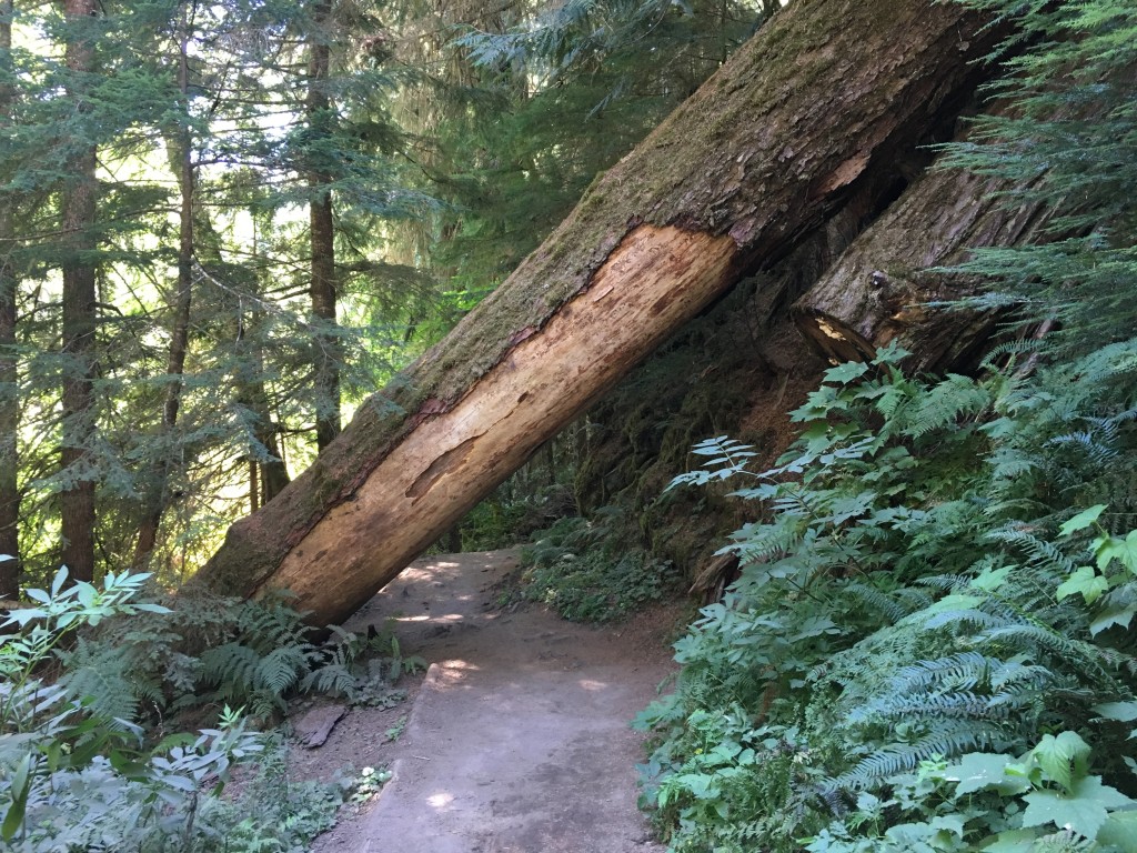 Fallen Tree on Trail